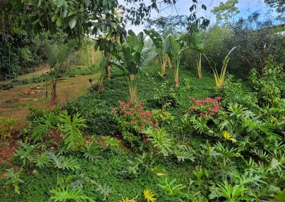 Implantação e Manutenção de Jardim